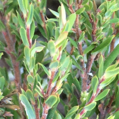 Monotoca scoparia (Broom Heath) at Crowther, NSW - 30 Jun 2025 by Frecko
