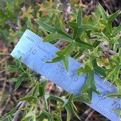 Grevillea ramosissima subsp. ramosissima (Fan Grevillea) at Crowther, NSW - Yesterday by Frecko