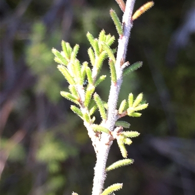 Calytrix tetragona (Common Fringe-myrtle) at Crowther, NSW - Yesterday by Frecko