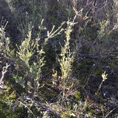 Calytrix tetragona at Crowther, NSW - 30 Jun 2025 02:05 PM