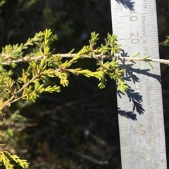 Calytrix tetragona at Crowther, NSW - 30 Jun 2025 02:05 PM