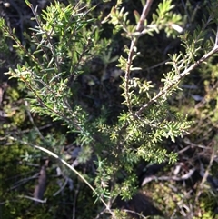 Calytrix tetragona at Crowther, NSW - 30 Jun 2025 02:05 PM