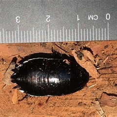 Platyzosteria melanaria (Common Eastern Litter Runner) at Crowther, NSW - 30 Jun 2025 by Frecko