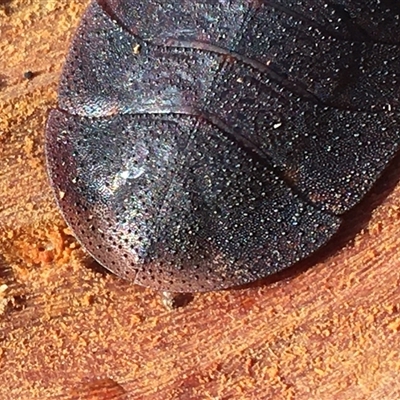 Laxta sp. (genus) (Bark cockroach) at Crowther, NSW - 30 Jun 2025 by Frecko
