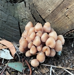 Coprinellus disseminatus at Bruce, ACT - 26 Jun 2025 by Lisa.Jok