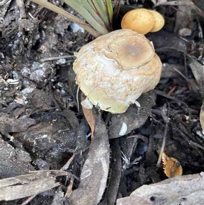 Unverified Cap on a stem; gills below cap [mushrooms or mushroom-like] at Bruce, ACT - 30 Jun 2025 by Lisa.Jok