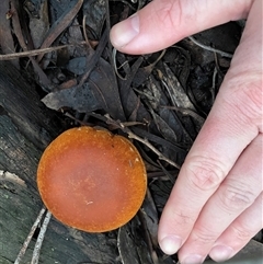 Unverified Cap on a stem; gills below cap [mushrooms or mushroom-like] at Bruce, ACT - 26 Jun 2025 by Lisa.Jok
