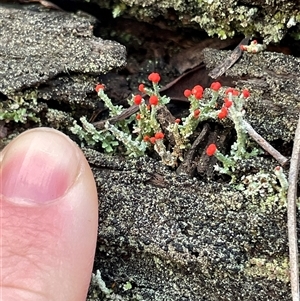 Cladonia floerkeana (A lichen) at Bruce, ACT - 30 Jun 2025 by Lisa.Jok