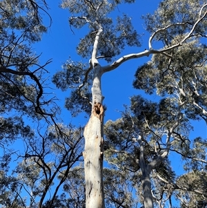 Callocephalon fimbriatum (Gang-gang Cockatoo) at Bruce, ACT - 5 Jun 2025 by Lisa.Jok