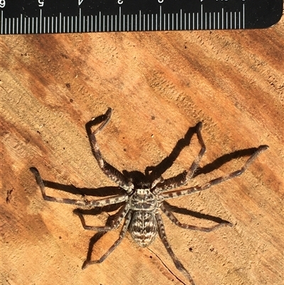 Holconia insignis (Branded huntsman) at Crowther, NSW - 30 Jun 2025 by Frecko