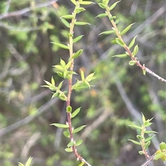 Monotoca scoparia (Broom Heath) at Bevendale, NSW - 9 Dec 2024 by JaneR