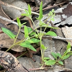 Einadia nutans (Climbing Saltbush) at Bevendale, NSW - 9 Dec 2024 by JaneR