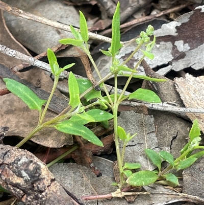 Einadia nutans (Climbing Saltbush) at Bevendale, NSW - 9 Dec 2024 by JaneR