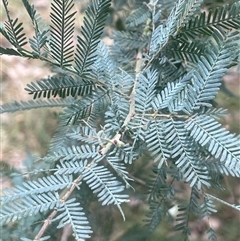 Acacia baileyana x Acacia dealbata at Bevendale, NSW - 9 Dec 2024 by JaneR