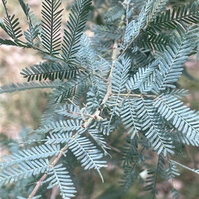 Acacia baileyana x Acacia dealbata at Bevendale, NSW - 9 Dec 2024 by JaneR