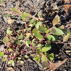 Eucalyptus macrorhyncha subsp. macrorhyncha (Red Stringybark) at Hawker, ACT - 28 Jun 2025 by sangio7