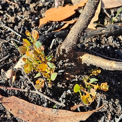 Eucalyptus (genus) at Hawker, ACT - 25 May 2025 by sangio7