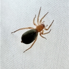 Unverified Spider at Reid, ACT - 16 May 2025 by Pirom