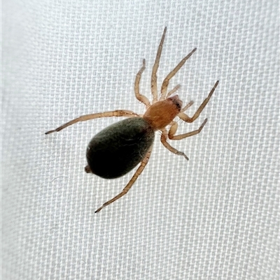 Unverified Spider at Reid, ACT - 16 May 2025 by Pirom