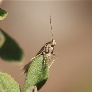 Oecophoridae (family) (Unidentified Oecophorid concealer moth) by LisaH