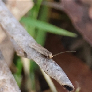 Oecophoridae (family) at Mongarlowe, NSW - suppressed
