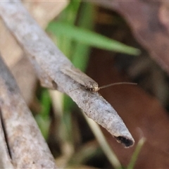 Oecophoridae (family) at Mongarlowe, NSW - suppressed