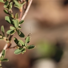 Oecophoridae (family) at Mongarlowe, NSW - suppressed