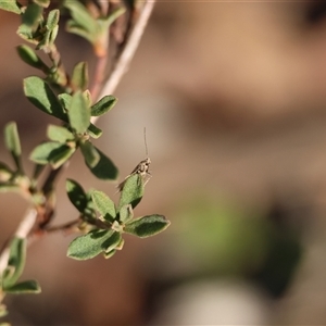 Oecophoridae (family) at Mongarlowe, NSW - suppressed