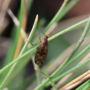 Mycetophilidae (family) (A fungus gnat) by LisaH