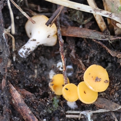 Phaeohelotium (Discinella terrestris aggregate) by LisaH