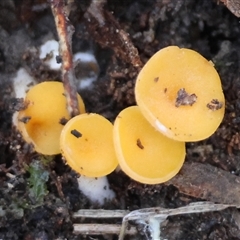 Phaeohelotium (Discinella terrestris aggregate) at Mongarlowe, NSW - suppressed
