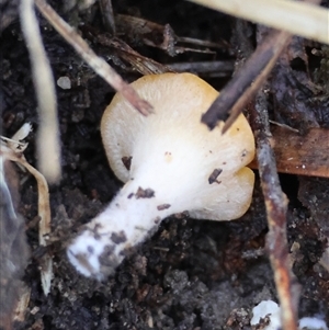Phaeohelotium (Discinella terrestris aggregate) at Mongarlowe, NSW - suppressed