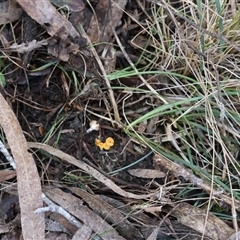 Phaeohelotium (Discinella terrestris aggregate) at Mongarlowe, NSW - suppressed