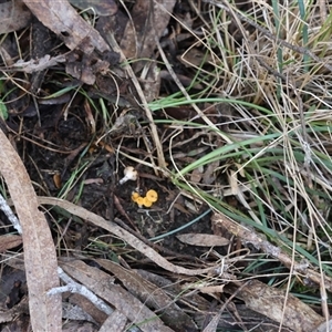 Phaeohelotium (Discinella terrestris aggregate) at Mongarlowe, NSW - suppressed