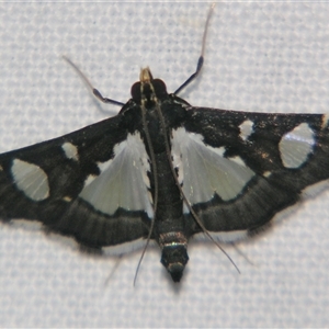 Glyphodes bicolor (A Crambid moth (Spilomelinae) at Abergowrie, QLD - 20 Oct 2008 by PJH123