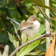 Malurus cyaneus (Superb Fairywren) at Braemar, NSW - 28 Jun 2025 by Curiosity