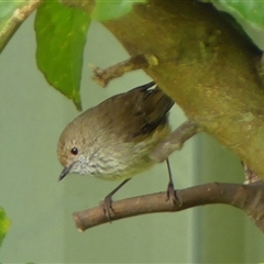 Acanthiza pusilla (Brown Thornbill) at Braemar, NSW - 28 Jun 2025 by Curiosity