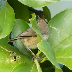 Acanthiza pusilla at Braemar, NSW - 28 Jun 2025 10:11 AM