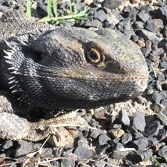 Pogona barbata (Eastern Bearded Dragon) at Ballyroe, NSW - 1 Oct 2017 by TwoRivers