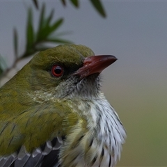 Oriolus sagittatus (Olive-backed Oriole) at Symonston, ACT - Yesterday by rawshorty