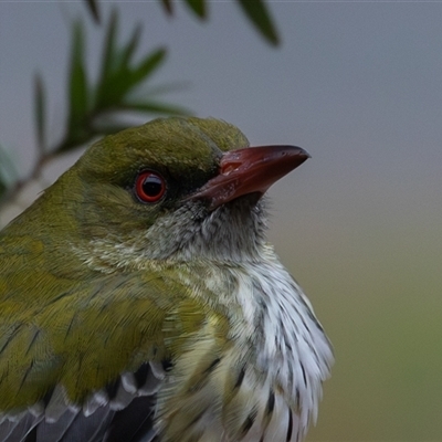 Oriolus sagittatus (Olive-backed Oriole) at Symonston, ACT - Yesterday by rawshorty