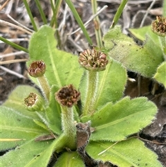Solenogyne gunnii (Solengyne) at Jembaicumbene, NSW - 8 Jan 2025 by JaneR