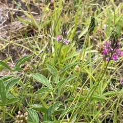Cullen microcephalum (Dusky Scurf-pea) at Jembaicumbene, NSW - 8 Jan 2025 by JaneR
