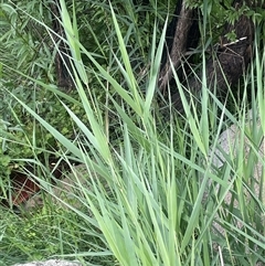 Phragmites australis (Common Reed) at Jembaicumbene, NSW - 8 Jan 2025 by JaneR