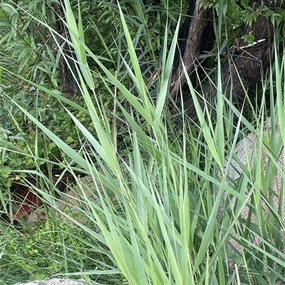 Phragmites australis (Common Reed) at Jembaicumbene, NSW - 8 Jan 2025 by JaneR