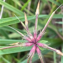 Lotus uliginosus (Birds-foot Trefoil) at Jembaicumbene, NSW - 8 Jan 2025 by JaneR