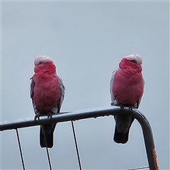 Eolophus roseicapilla (Galah) at Braidwood, NSW - 1 Jul 2025 by MatthewFrawley