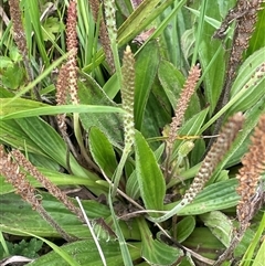 Plantago major (Greater Plantain) at Jembaicumbene, NSW - 8 Jan 2025 by JaneR