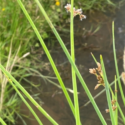 Schoenoplectus tabernaemontani (River Club-rush) at Jembaicumbene, NSW - 8 Jan 2025 by JaneR
