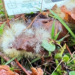 Spinellus sp. (Pin Mould) by GlossyGal
